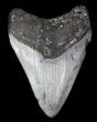 Juvenile Megalodon Tooth - Venice, Florida #36675-1